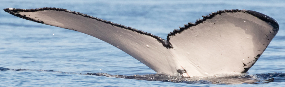 Fluke of HW-MN0443214