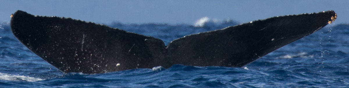 Fluke of HW-MN0443218