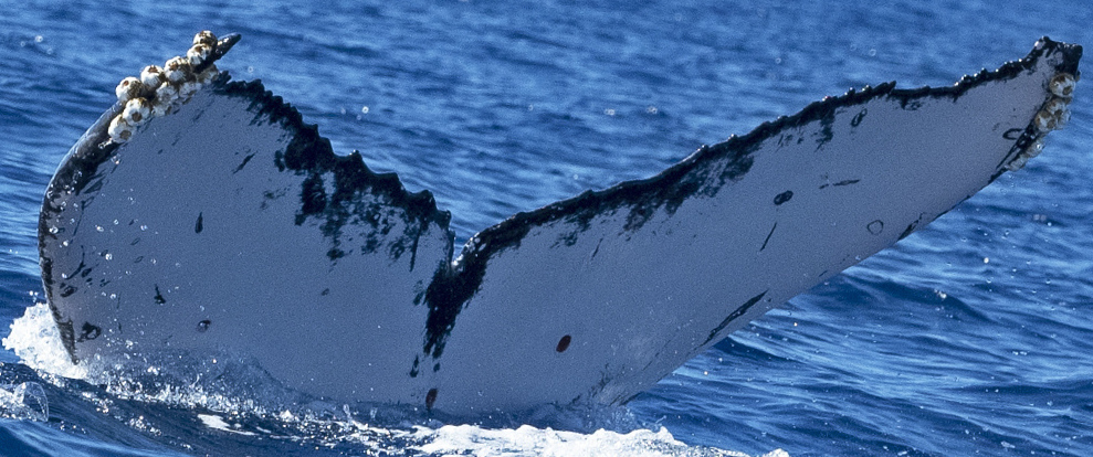 Fluke of Genie (BC)