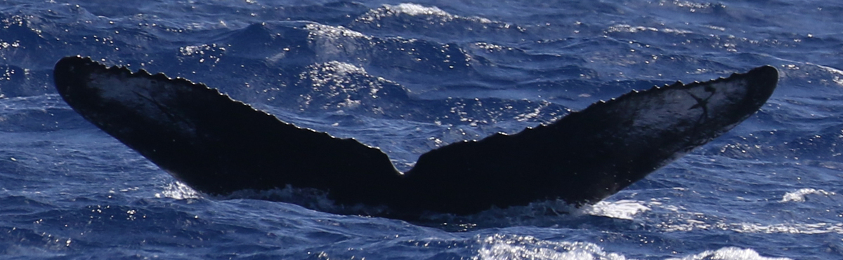 Fluke of HW-MN0443228