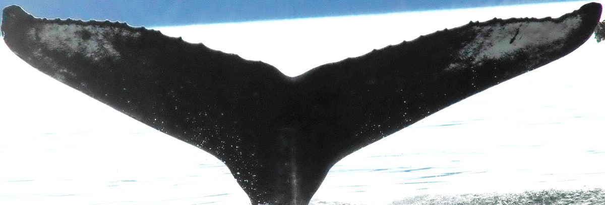 Fluke of GWAK-P142