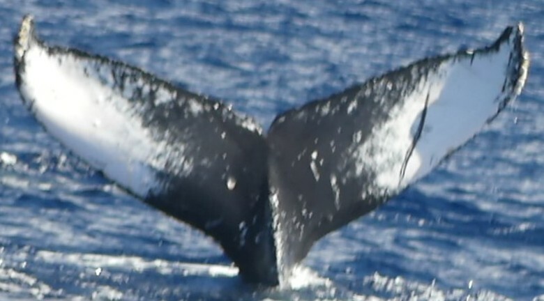 Fluke of BCY0959