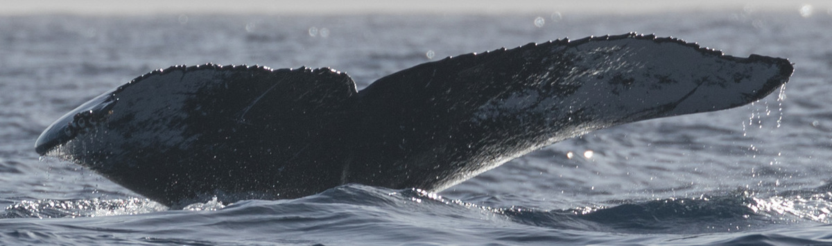 Fluke of HW-MN0443235