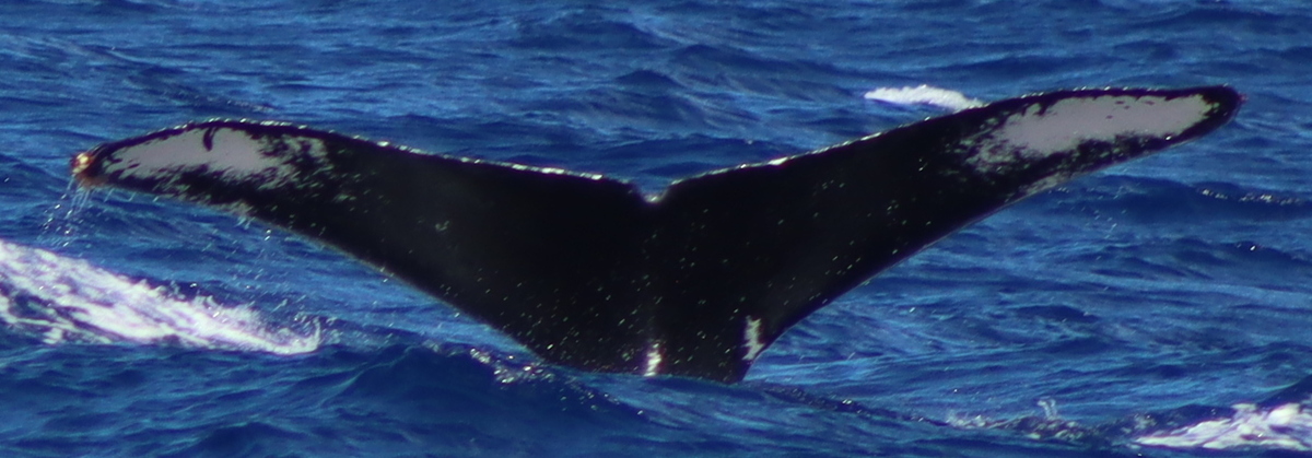 Fluke of SEAK-5587