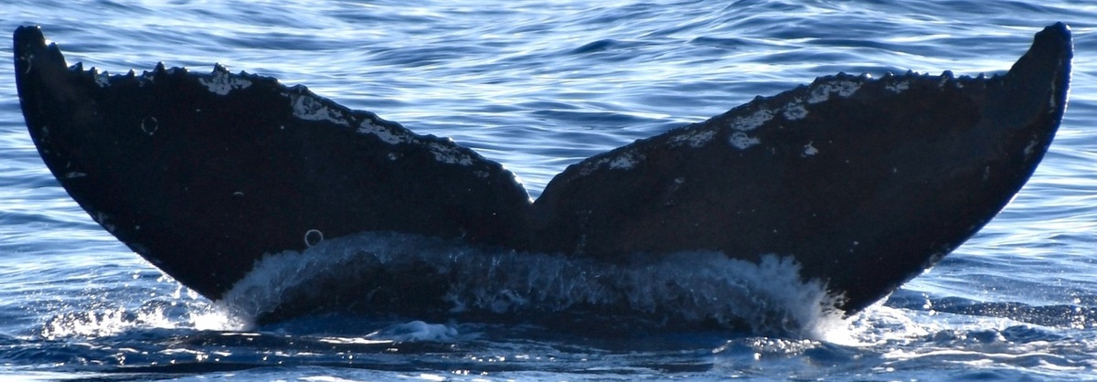 Fluke of HW-MN0443241