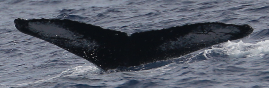 Fluke of HW-MN0443244