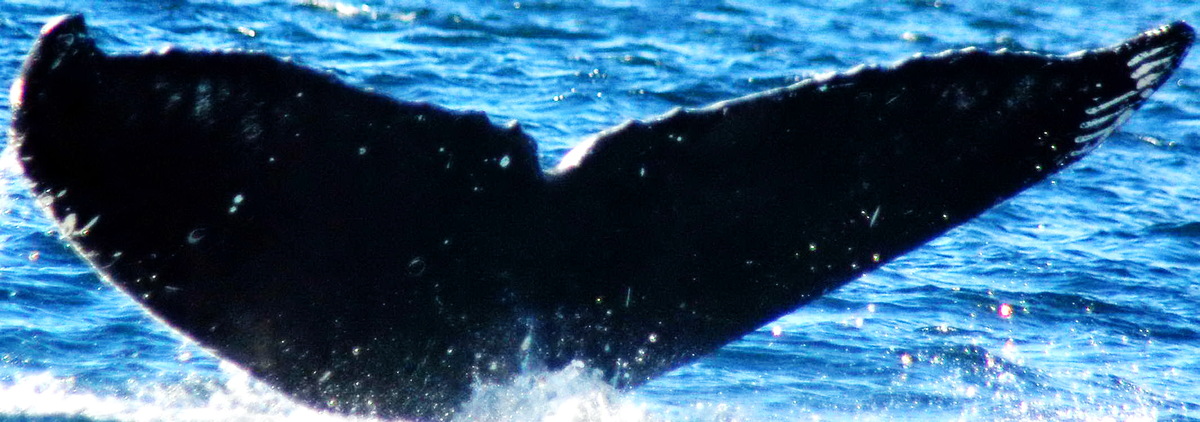 Fluke of HW-MN0420144