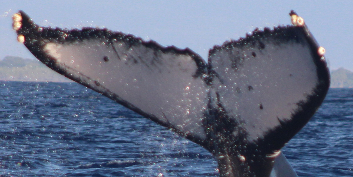 Fluke of HW-MN0443251