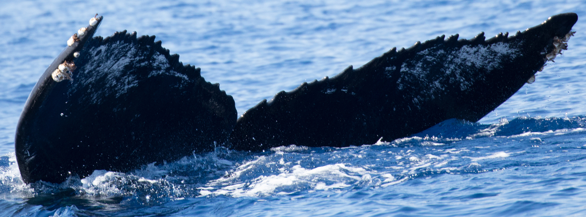 Fluke of HW-MN0443252