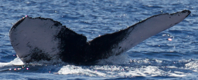 Fluke of HW-MN0443254