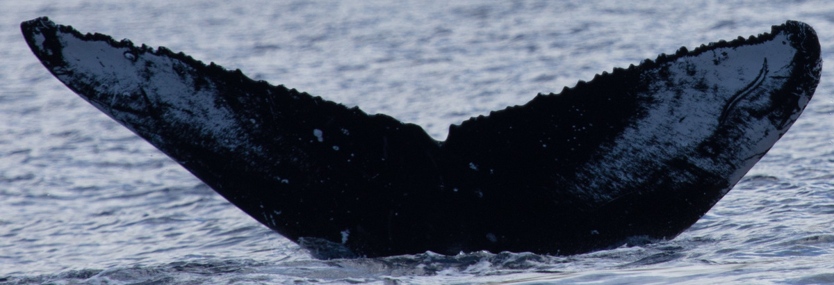 Fluke of HW-MN0443255