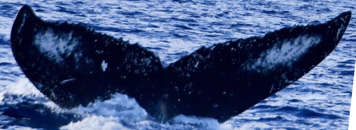Fluke of HW-MN0443258