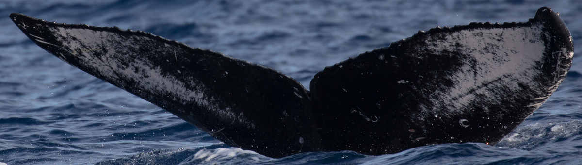 Fluke of HW-MN0443261