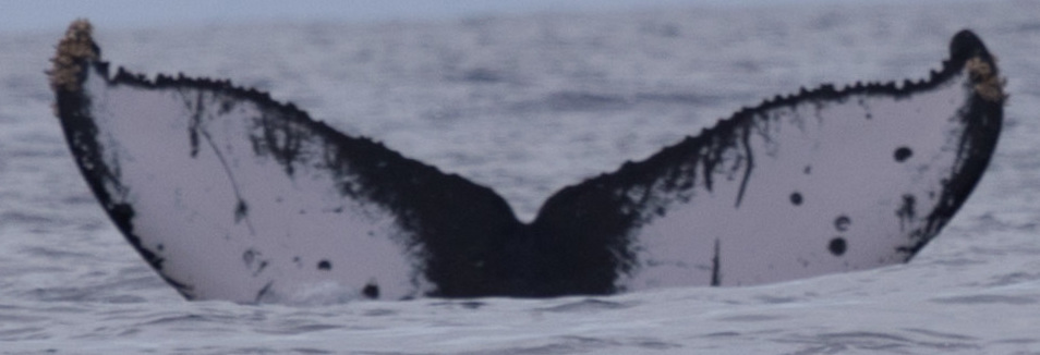 Fluke of HW-MN0443263