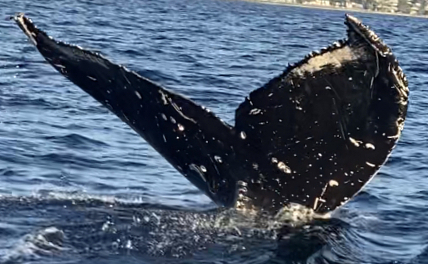 Fluke of HW-MN0443272