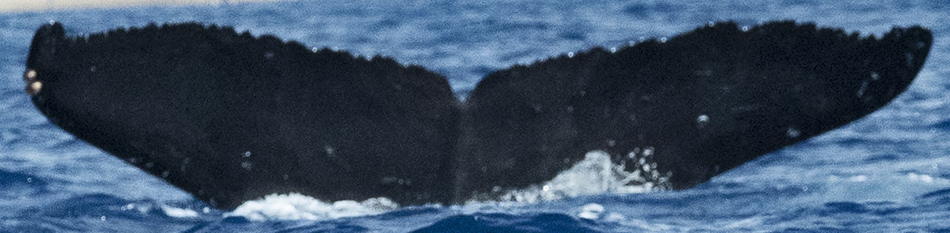 Fluke of HW-MN0443273