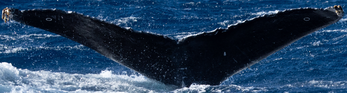 Fluke of HW-MN0443274