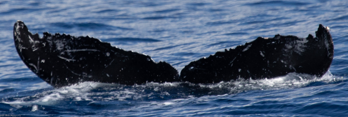 Fluke of HW-MN0443284
