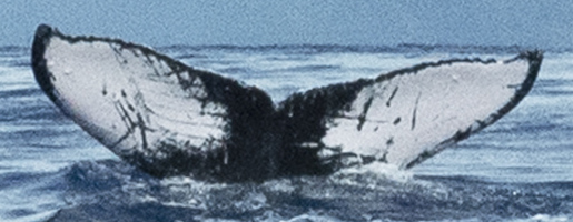 Fluke of HW-MN0443287