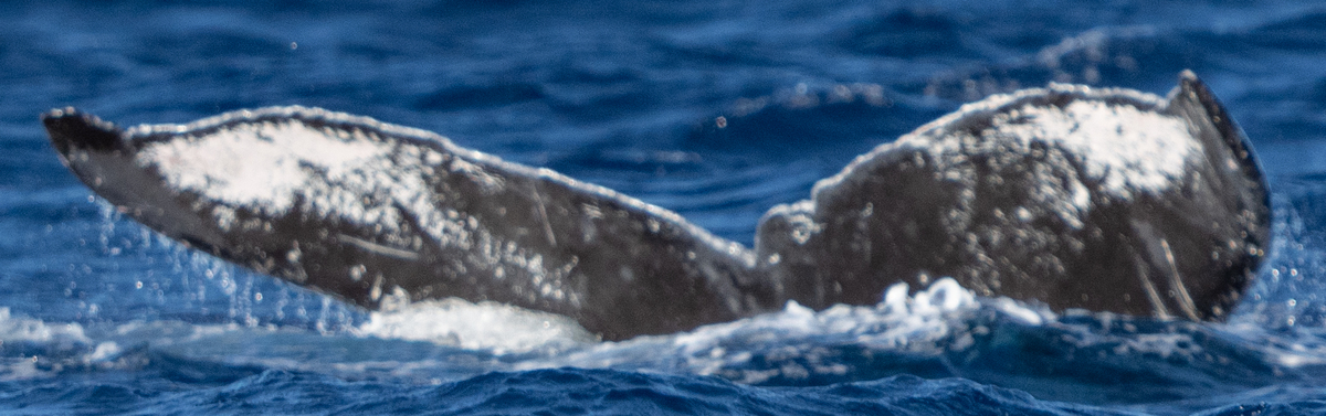 Fluke of HW-MN0443301