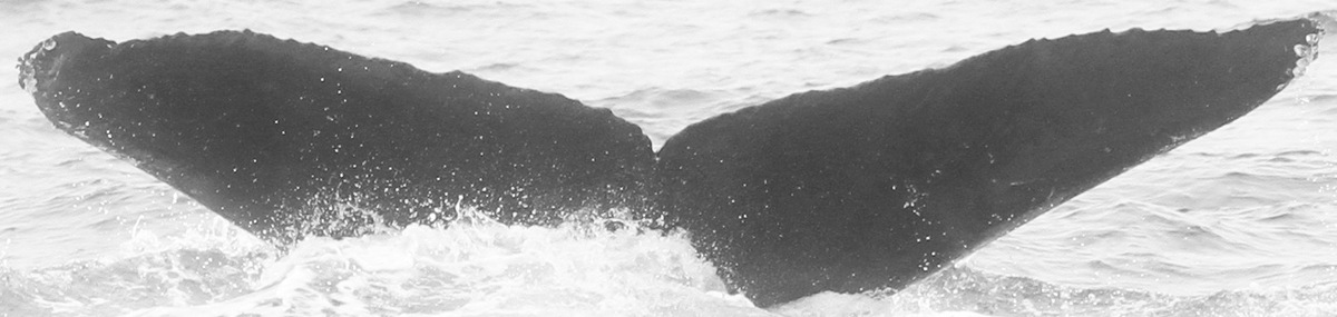 Fluke of CRC-12283