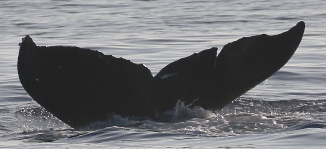 Fluke of HW-MN0443308