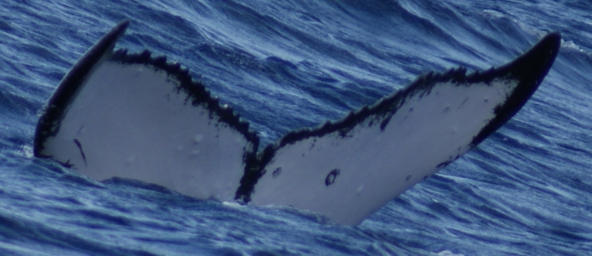 Fluke of BCZ0069