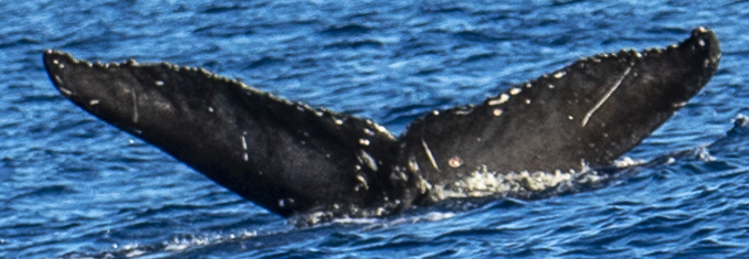 Fluke of HW-MN0443310