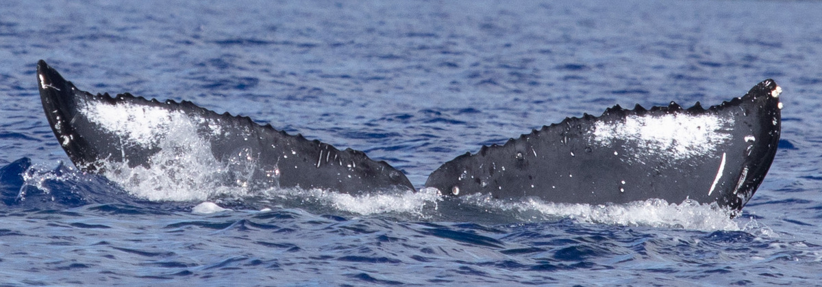 Fluke of HW-MN0443316