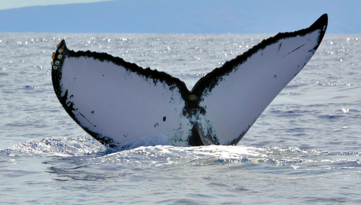 Fluke of HW-MN0443320