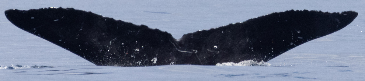 Fluke of HW-MN0443326