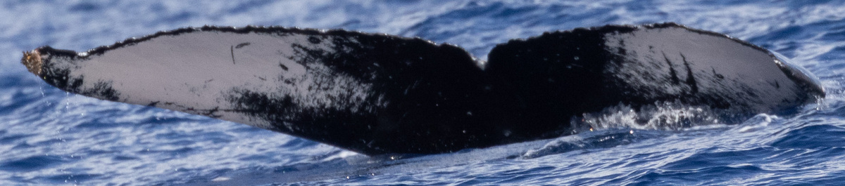 Fluke of HW-MN0443328