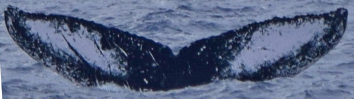Fluke of HW-MN0443333