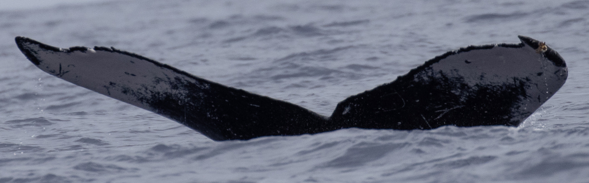 Fluke of HW-MN0443337