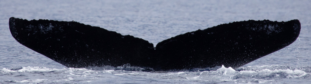 Fluke of HW-MN0443341