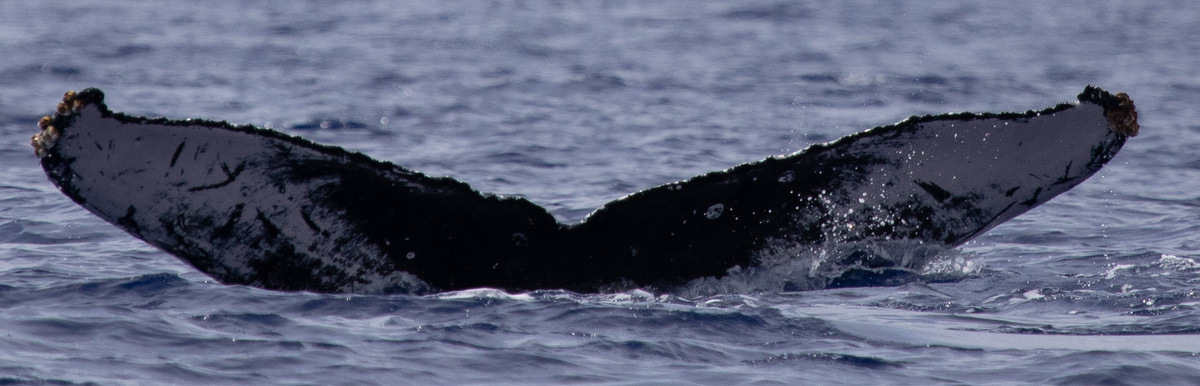 Fluke of HW-MN0443343