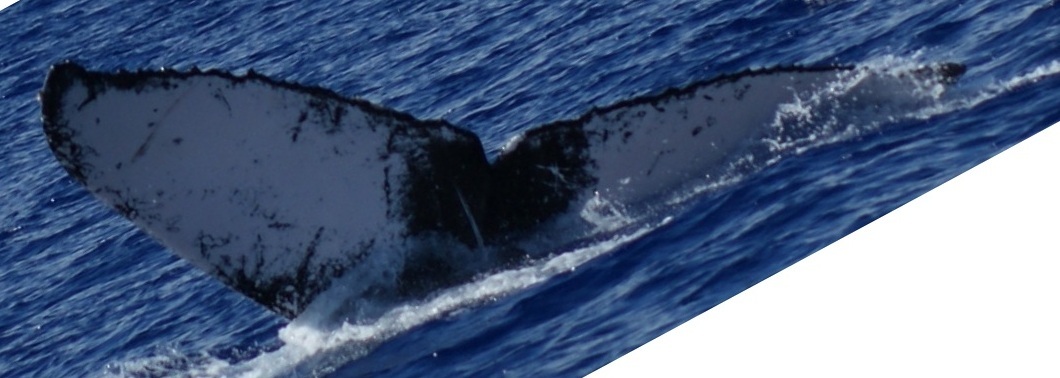 Fluke of HW-MN0443346