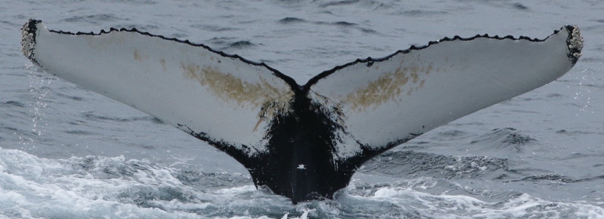 Fluke of Heartline (Westfjords)