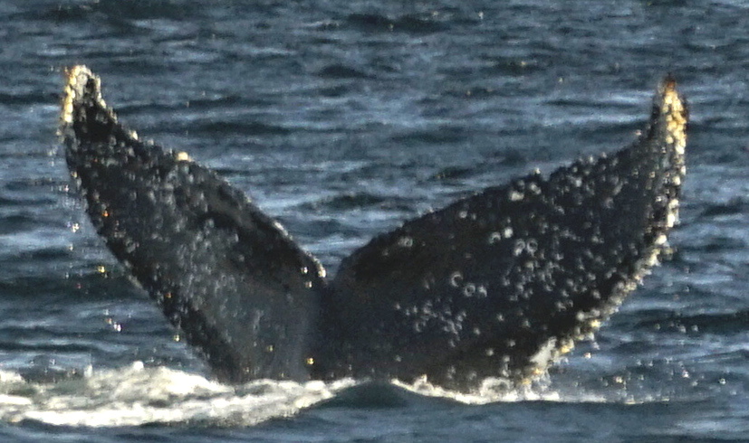 Fluke of SEAK-5376