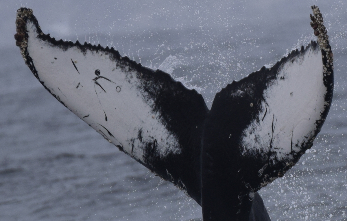 Fluke of CRC-19966