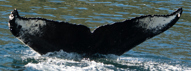 Fluke of BCY0911