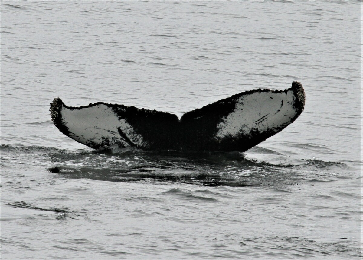 Fluke of AHWC-0015