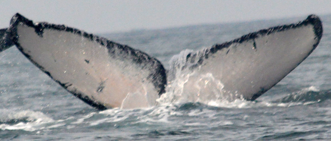 Fluke of CRC-11681