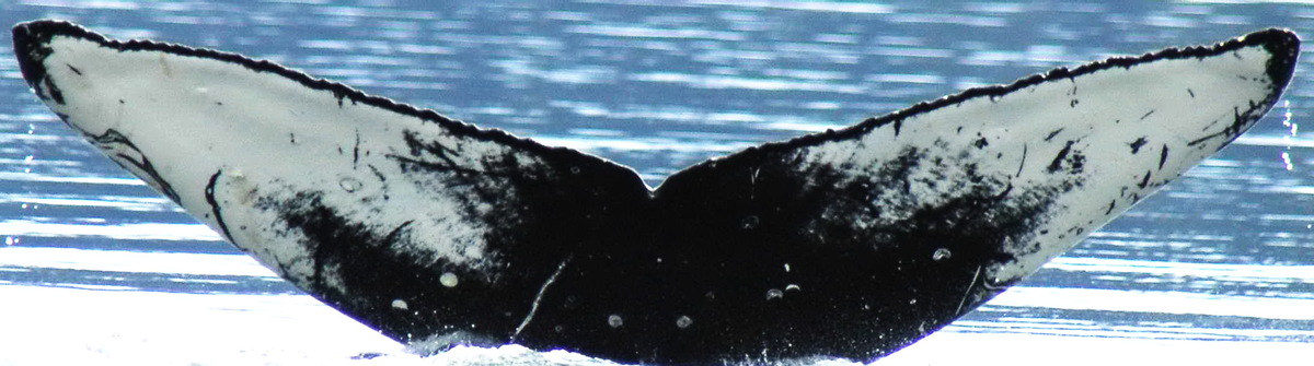 Fluke of HW-MN0420166