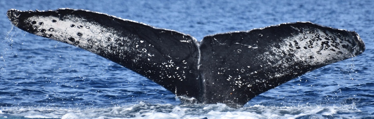 Fluke of CRC-10621