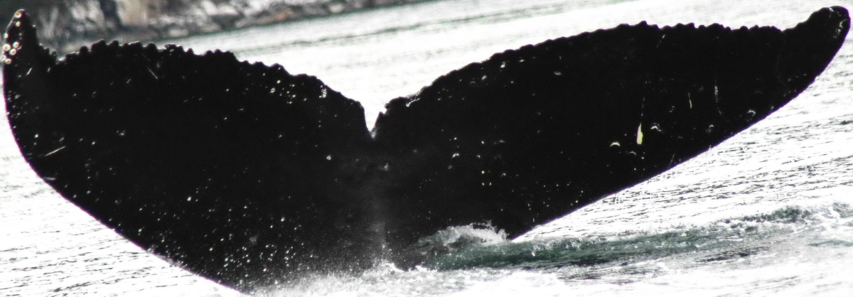 Fluke of Lopside
