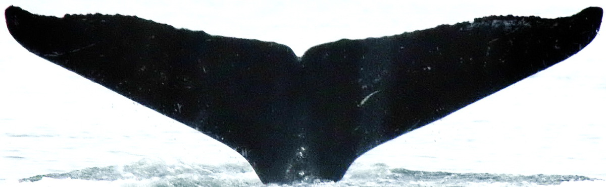Fluke of Checked (Kodiak)
