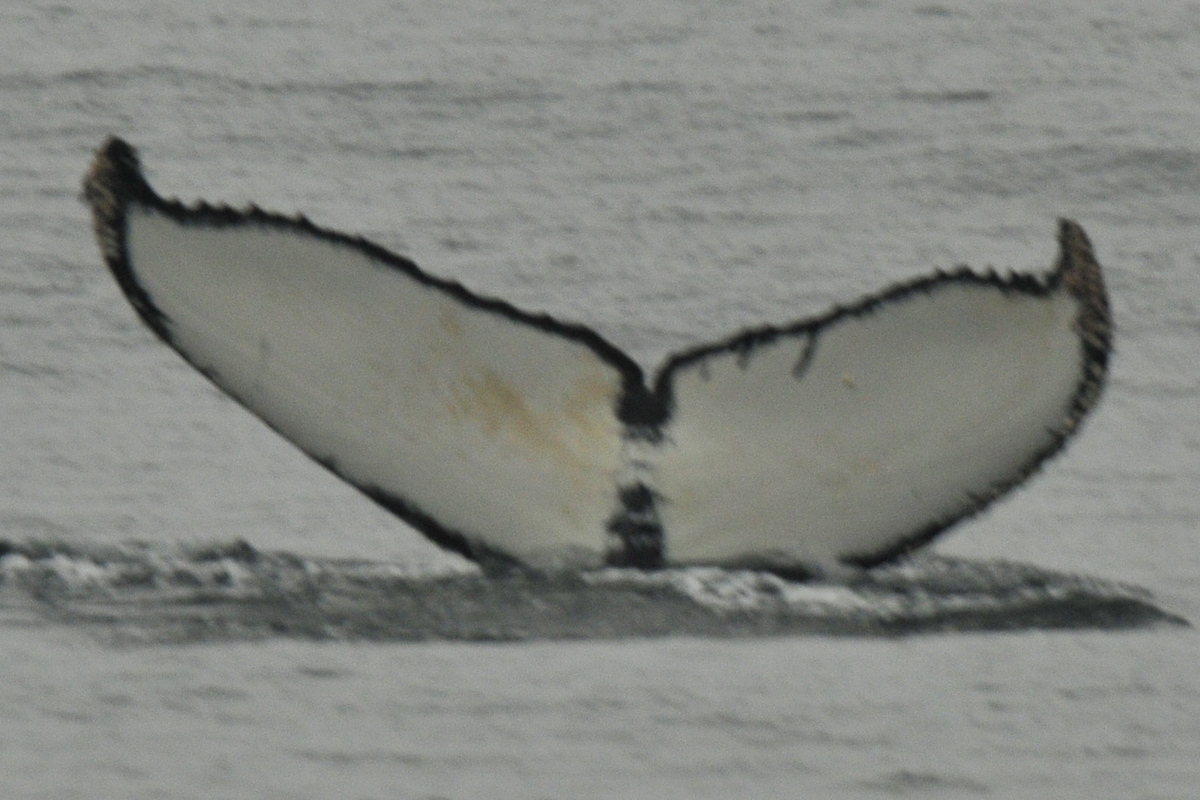 Fluke of CRC-11679
