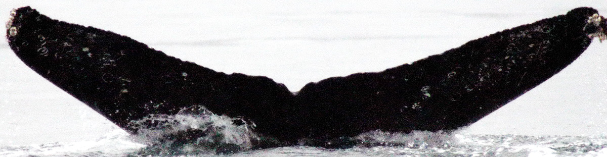 Fluke of Risky (Kodiak)