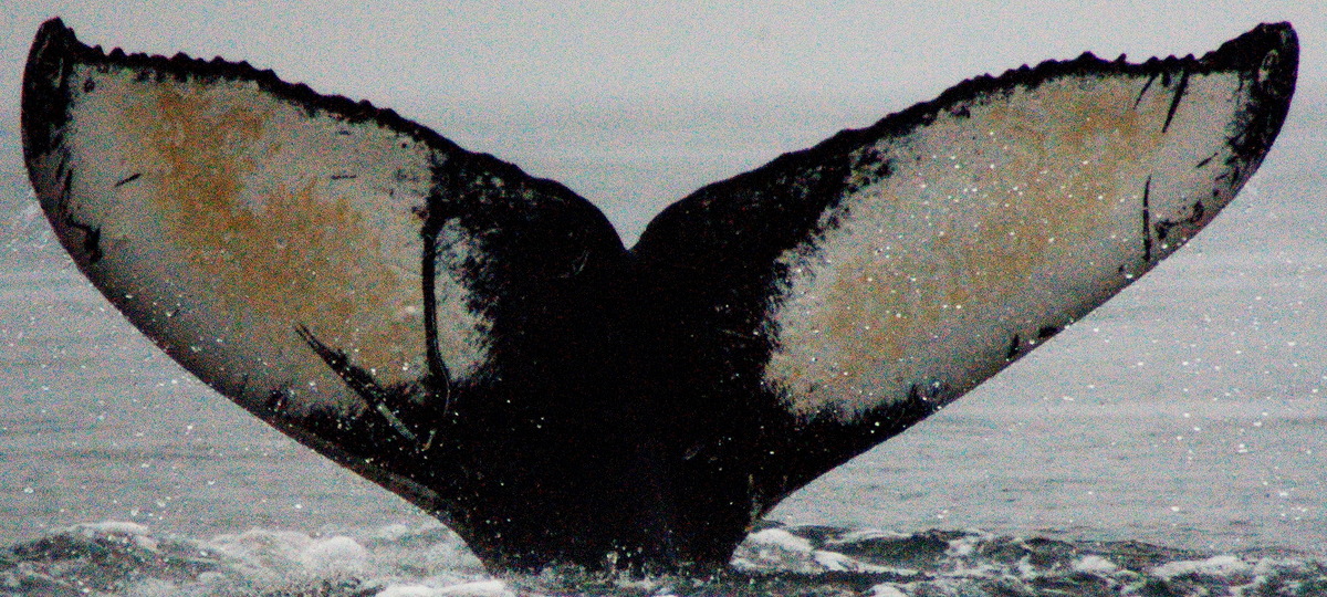 Fluke of Fishhook